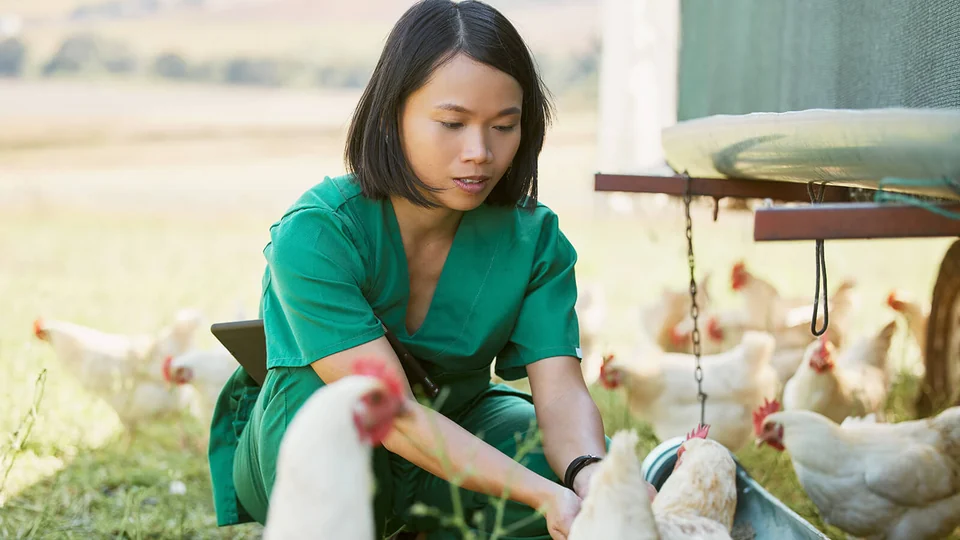 Profesional revisando aves en una granja avícola