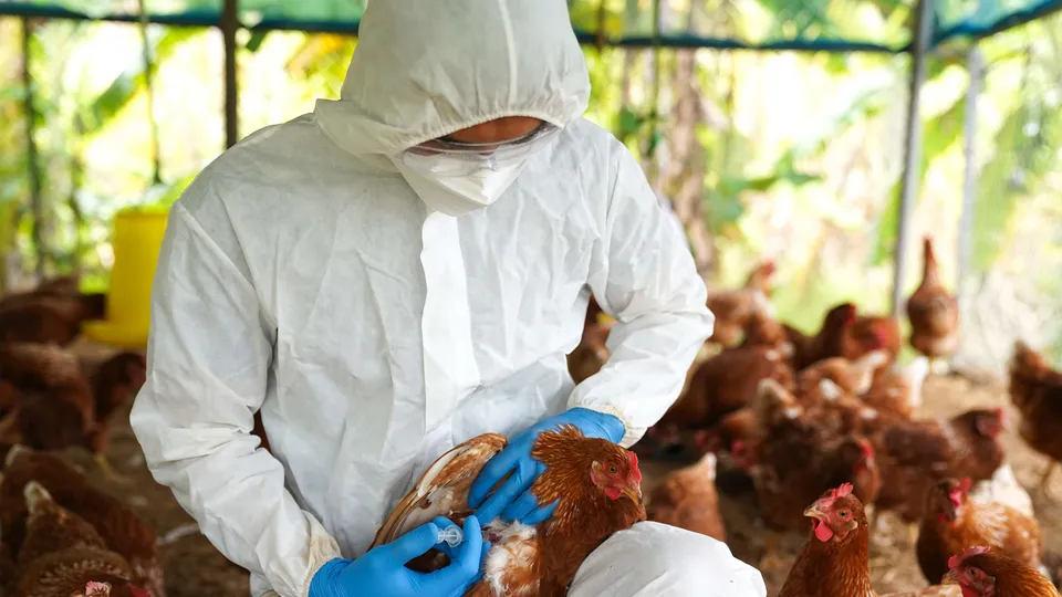Pollos dentro de una instalación avícola tecnificada