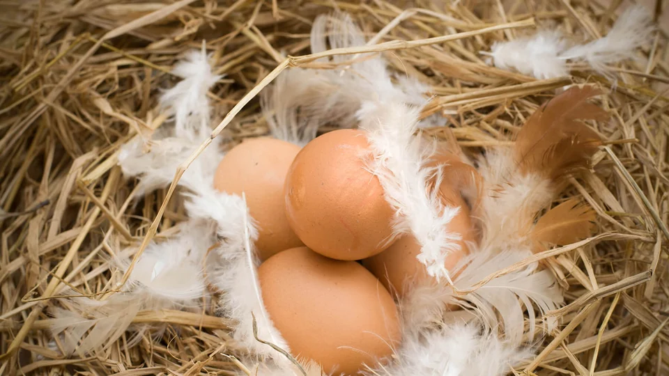 Huevos marrones sobre un nido de paja