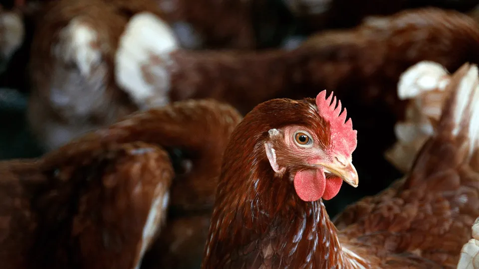 Gallinas de un plantel avícola bajo observación