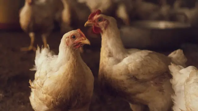 Aves jóvenes dentro de una instalación avícola