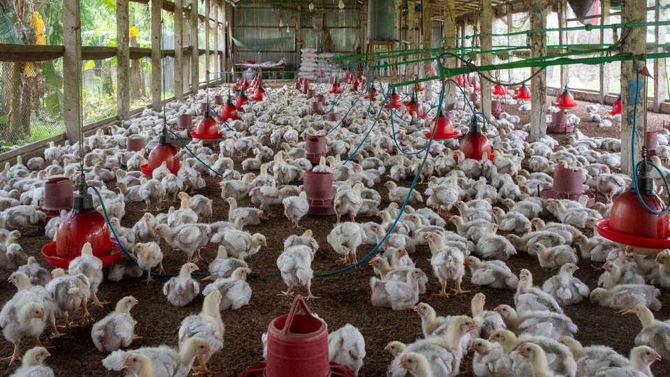 Pollos dentro de un galpón avícola comercial
