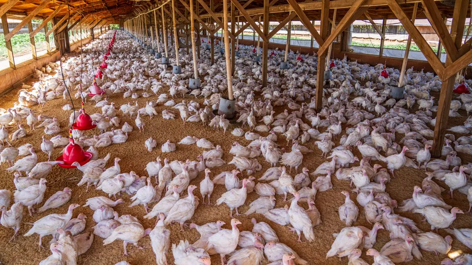Lote de gallinas dentro de un galpón