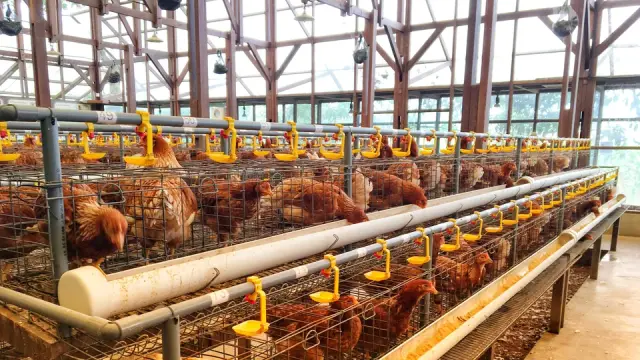 Galpón equipado para gallinas ponedoras