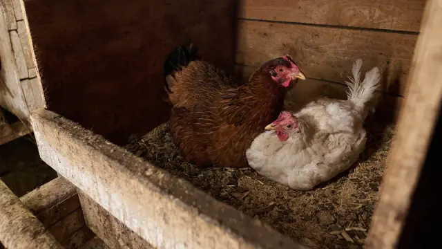 Pollos de engorde sobre cama dentro de un galpón