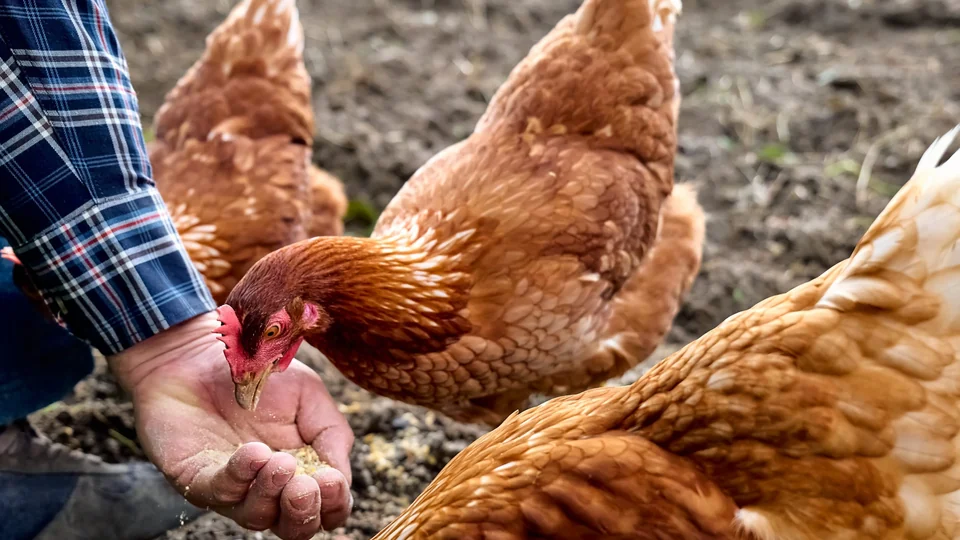 Gallinas consumiendo alimento ofrecido por una persona