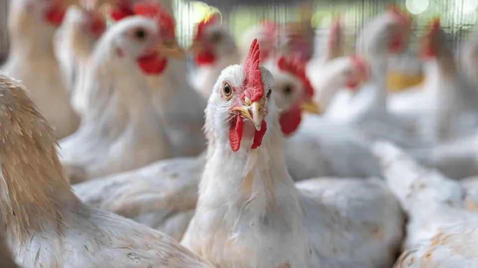 Pollos de engorde reunidos en un galpón avícola