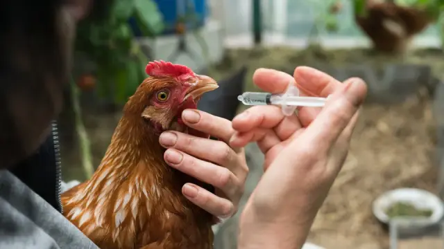 Profesional veterinario preparando una muestra en una granja de aves