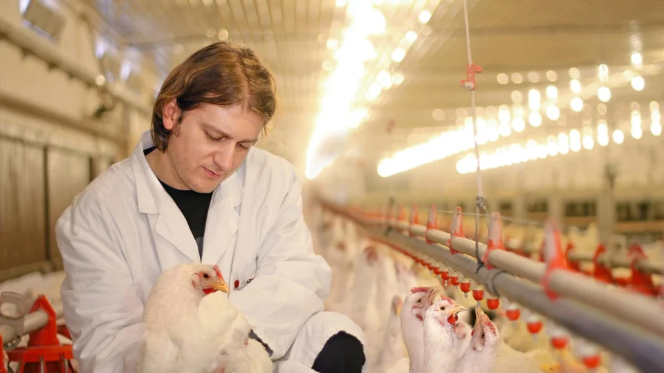 Profesional examinando gallinas dentro de un galpón
